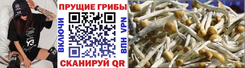 Псилоцибиновые грибы Psilocybe  Купить  Долинск 